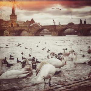 Prague swans